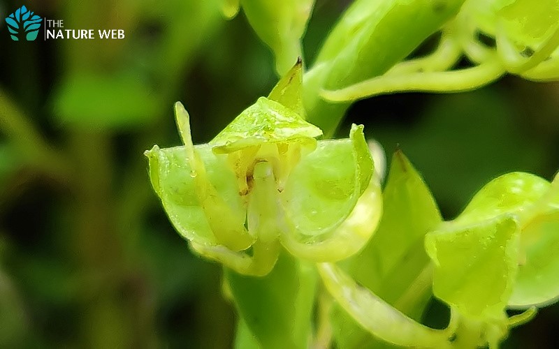 Green Habenaria